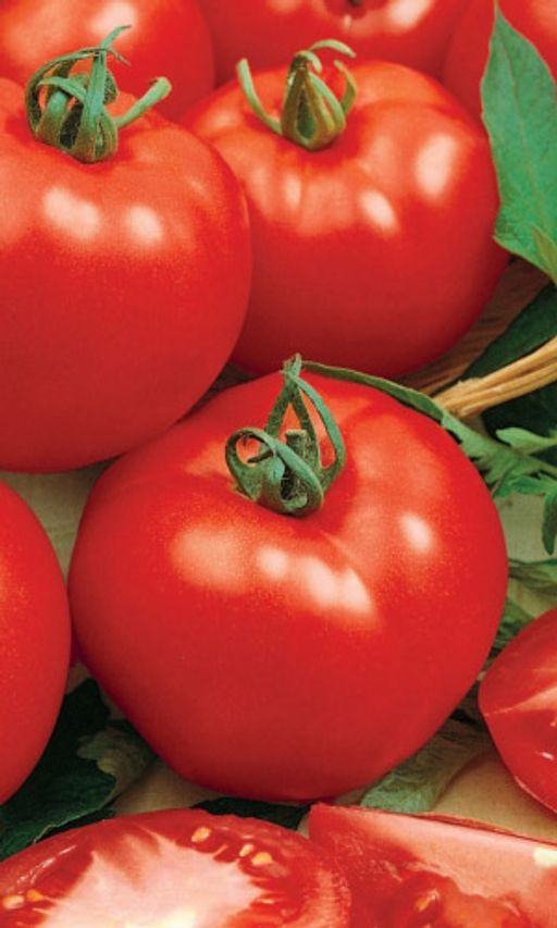 Томат ТИТАНИК F1 Обильное и дружное плодоношение! Отличный вкус позволяет использовать для сока, пасты и кетчупа!