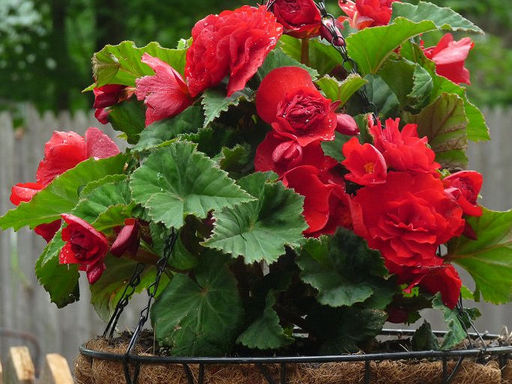 Бегония махровая красная (Double Red) - Долина роз фото 3