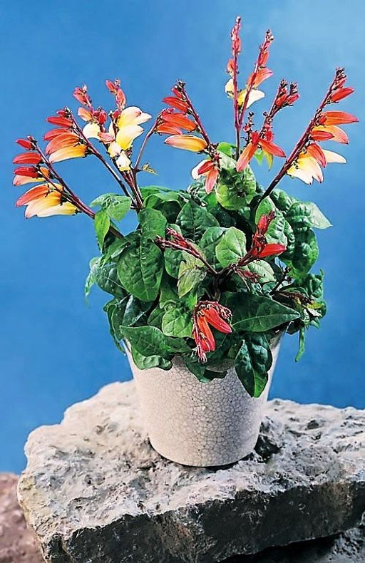 Мина ЭКЗОТИКА ЛЮБВИ - Уральский дачник фото 2