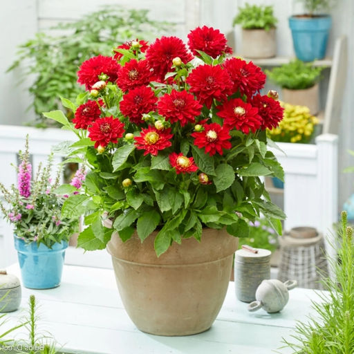 Георгина Мелоди Мамбо бордюрная - Долина роз фото 4