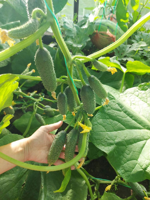 Огурец САМО СОВЕРШЕНСТВО F1 Уникальный! - Уральский дачник фото 8