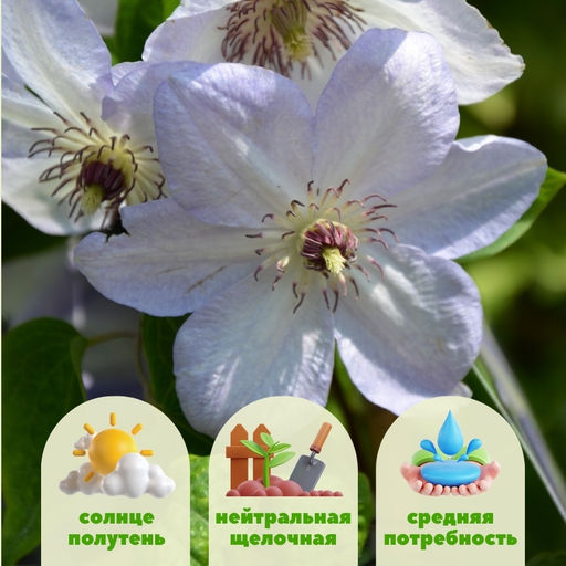 Клематис Иван Олссон - Долина роз фото 2