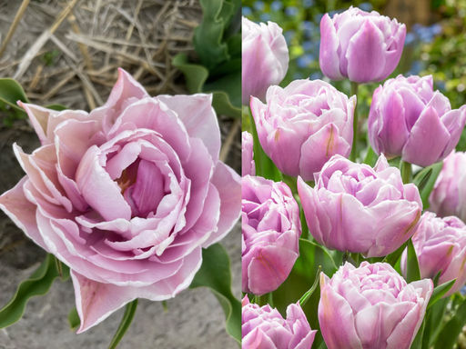 Тюльпан Катинка - Долина роз фото 2