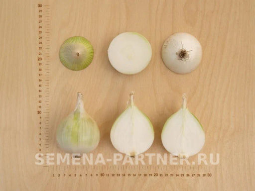 Лук репчатый Комета - Партнер фото 6