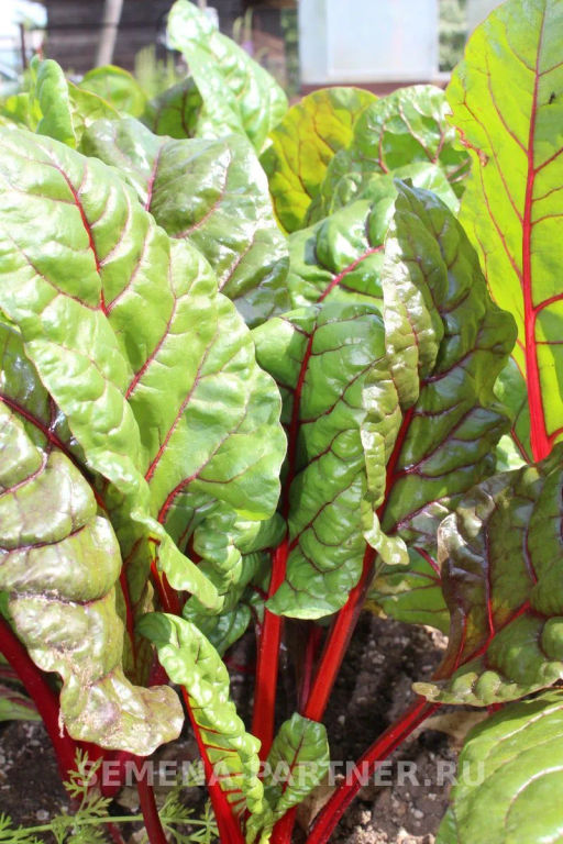 Мангольд Красный - Партнер фото 4