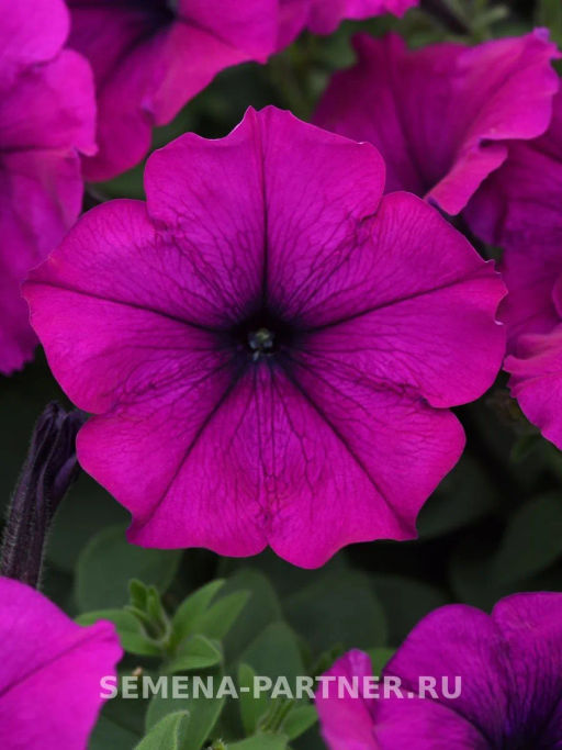 Петуния Изи Вэйв Виолет каскадно-ампельная - Партнер фото 3