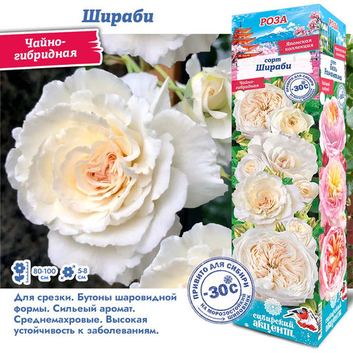 Роза Шираби (Японская/Чайно-гибридная) 1шт