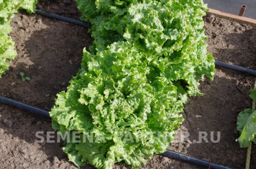 Салат листовой Геркулес - Партнер фото 5