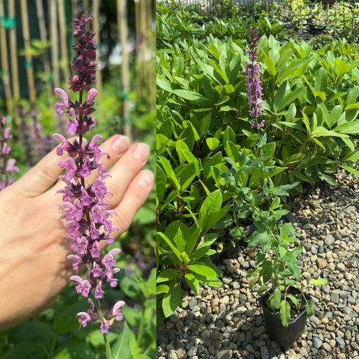 Шалфей дубравный Роуз Квин