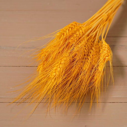 Сухой колос пшеницы, набор 50 шт., жёлтый