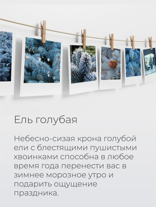 Набор д/выращивания растений "Магия цветов", "Ель голубая"