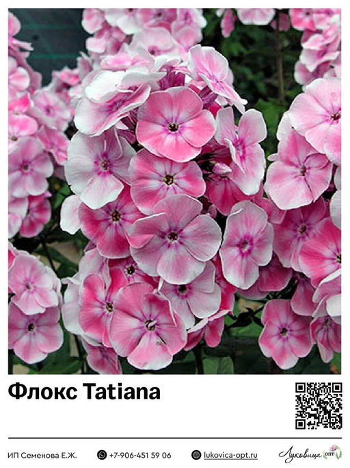 Флокс Tatiana (Метельчатый)