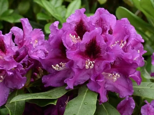 Рододендрон Распутин - Долина роз фото 3