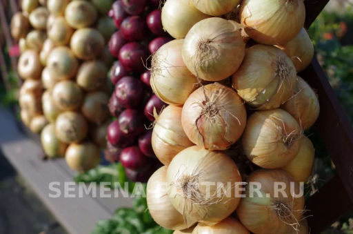 Лук репчатый Шетана МС - Партнер фото 5