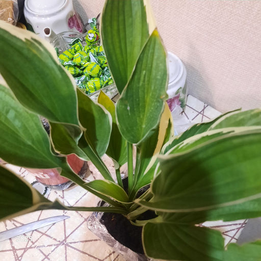 Хоста Антиох