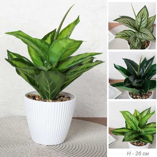 Цветочная композиция Диффенбахия 26 см / 9090-12 /уп 12/96/ - Галеонтрейд фото 15