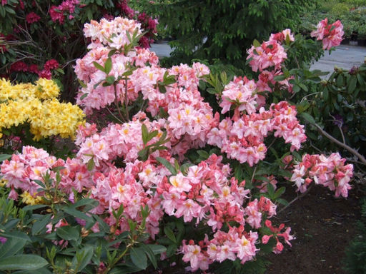 Азалия крупноцветковая Cecile (Сесиль) - Долина роз фото 2