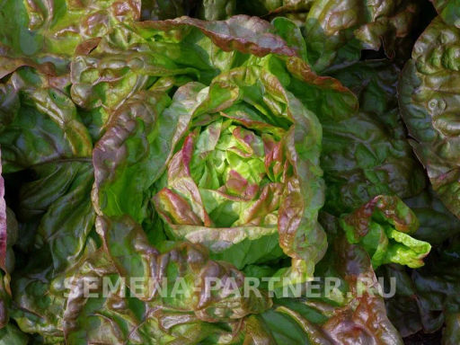 Салат кочанный Синдия - Партнер фото 4