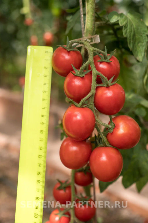 Томат Черри Кокта - Партнер фото 6