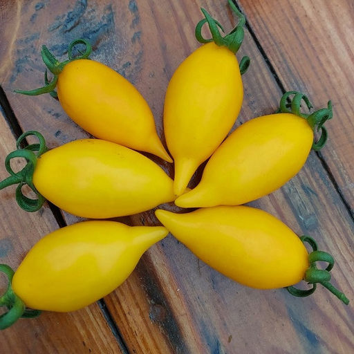 7088T Томат Цыпочка 10шт