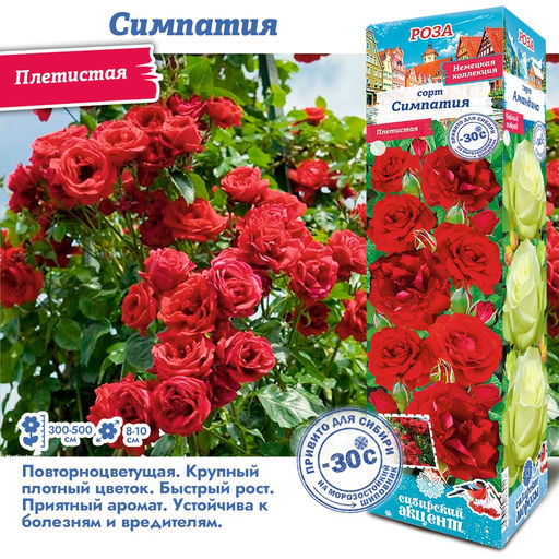Роза Симпатия (Плетистая) 1шт