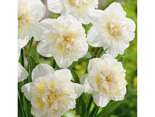 Цена за 3 шт. Нарцисс Ice King (Айс Кинг) - Долина роз фото 4