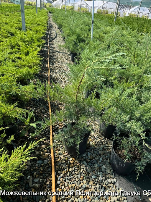 Можжевельник средний Пфитцериана Глаука С5