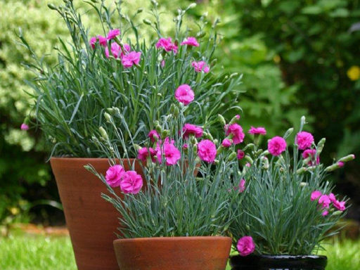 Гвоздика карликовая розовая - Долина роз фото 2