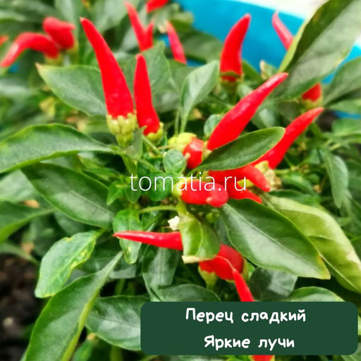 Перец Яркие лучи