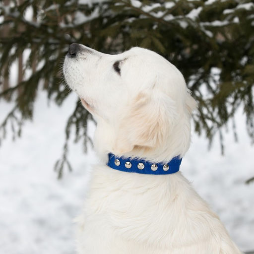 Ошейник клепаный, 48,5 х 3 см, ОШ 31-40 см, полиэстер, синий - Пижон фото 6