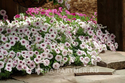 Петуния Шок Вэйв Пинк Вайн многоцветковая каскадная - Партнер фото 3