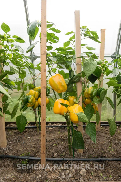 Перец сладкий Тавиньяно - Партнер фото 3