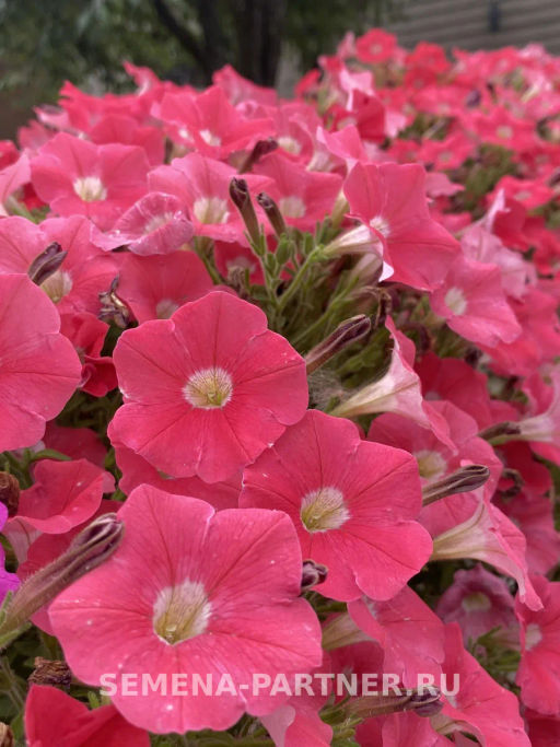 Петуния МиМи Стефания каскадная лососева-красная - Партнер фото 7