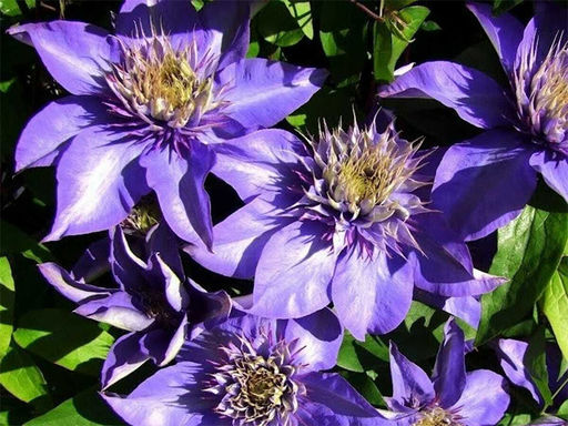 Клематис Multi Blue (Мульти Блю) - Долина роз фото 6