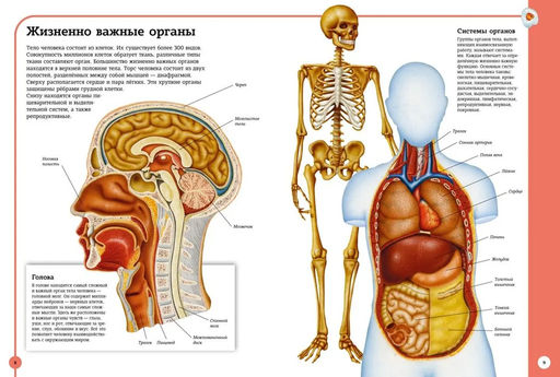 Первый атлас анатомии человека. Барсотти Э. - Махаон фото 4