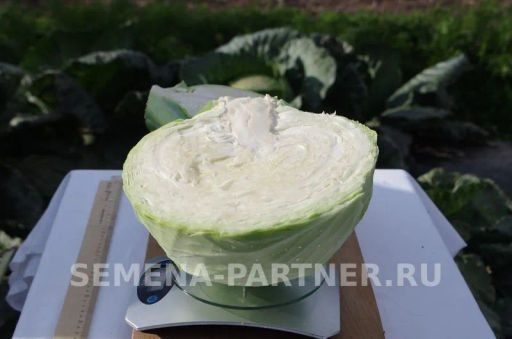 Капуста белокочанная позднеспелая Доминанта - Партнер фото 5