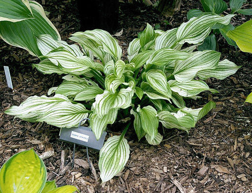 Хоста Zebra Stripes - Голландские луковицы фото 3