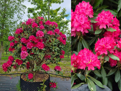 Рододендрон Нова Зембла - Долина роз фото 4