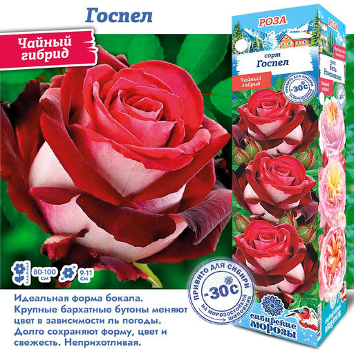 Роза Госпел (Чайно-гибридная) 1шт