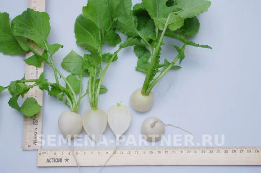 Редис Снежок - Партнер фото 4