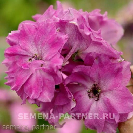 Дельфиниум Пинк Пунш - Партнер фото 6