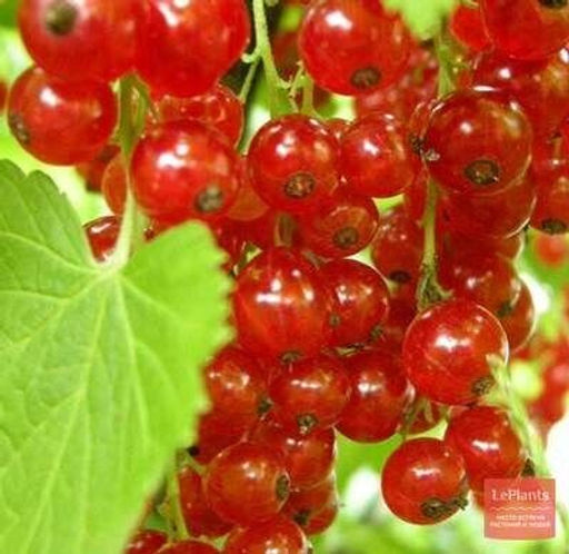 Смородина Константиновская красная (коробка) 1шт