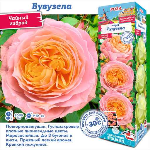 Роза Свит Вувузела (Чайно-гибридная) 1шт