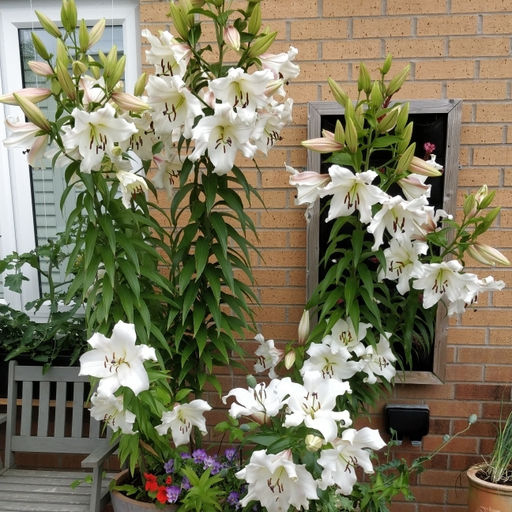 Лилия Pretty Woman (ОТ-гибрид) - Голландские луковицы фото 2