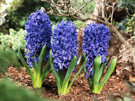 Гиацинт Marie (Мария) - Долина роз фото 2