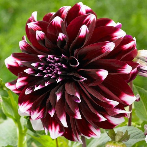 ГЕОРГИНА Контраст Разбор I Кол-во упак., шт 1