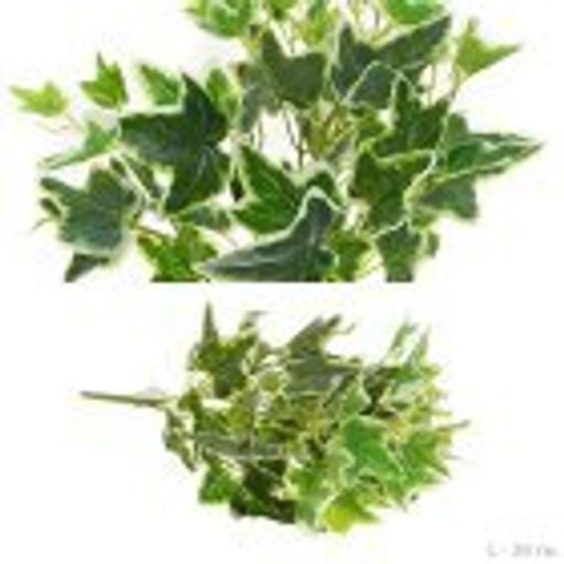 Зелень искусственная Плющ 39 см / 7034W /уп 400/ - Галеонтрейд фото 3