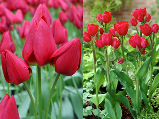 Тюльпан Merry Go Round (Мерри Гоу Раунд) - Долина роз фото 3