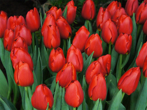 Тюльпан Escape (Эскейп) - Долина роз фото 3