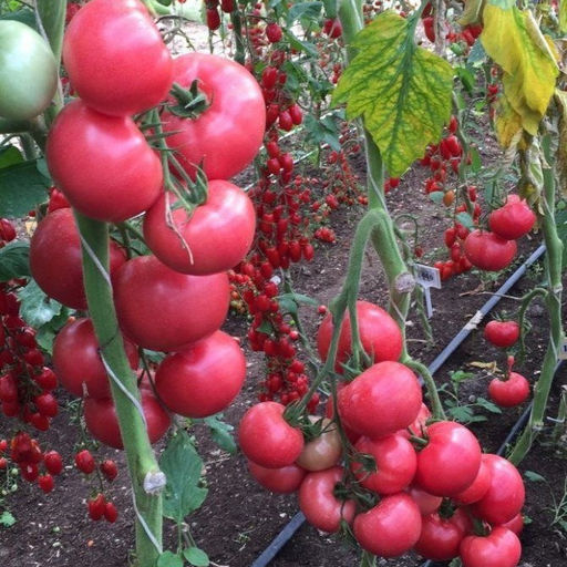 6231U Томат Боярин F1 5шт